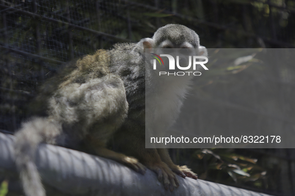 A capuchin monkey inside the Chapultepec Zoo in Mexico City.

This weekend, Hugo Lopez-Gatell Ramirez, Mexico's Undersecretary of Preventi...