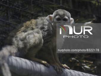 A capuchin monkey inside the Chapultepec Zoo in Mexico City.

This weekend, Hugo Lopez-Gatell Ramirez, Mexico's Undersecretary of Preventi...