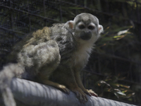 A capuchin monkey inside the Chapultepec Zoo in Mexico City.

This weekend, Hugo Lopez-Gatell Ramirez, Mexico's Undersecretary of Preventi...