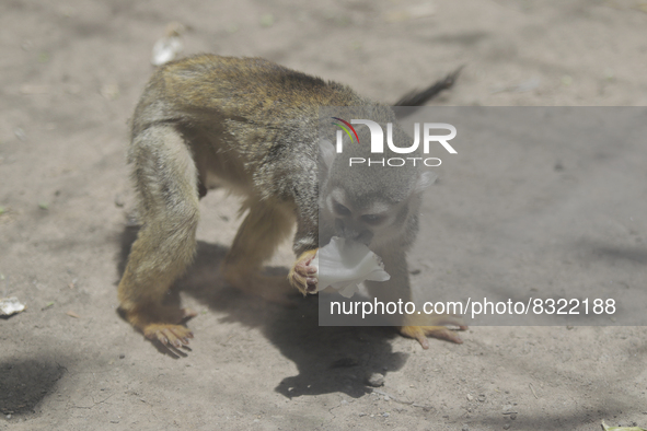 A capuchin monkey inside the Chapultepec Zoo in Mexico City.

This weekend, Hugo Lopez-Gatell Ramirez, Mexico's Undersecretary of Preventi...