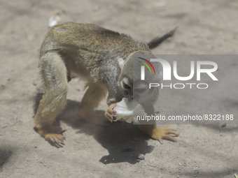 A capuchin monkey inside the Chapultepec Zoo in Mexico City.

This weekend, Hugo Lopez-Gatell Ramirez, Mexico's Undersecretary of Preventi...