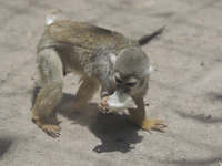 A capuchin monkey inside the Chapultepec Zoo in Mexico City.

This weekend, Hugo Lopez-Gatell Ramirez, Mexico's Undersecretary of Preventi...