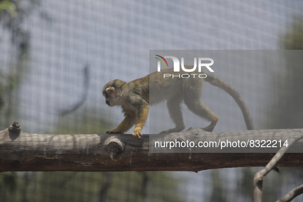 A capuchin monkey on a branch inside the Chapultepec Zoo in Mexico City.

This weekend, Hugo Lopez-Gatell Ramirez, Mexico's Undersecretary...