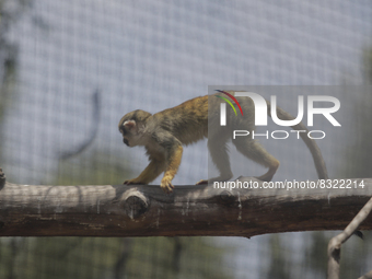 A capuchin monkey on a branch inside the Chapultepec Zoo in Mexico City.

This weekend, Hugo Lopez-Gatell Ramirez, Mexico's Undersecretary...