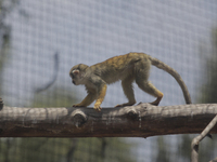 A capuchin monkey on a branch inside the Chapultepec Zoo in Mexico City.

This weekend, Hugo Lopez-Gatell Ramirez, Mexico's Undersecretary...