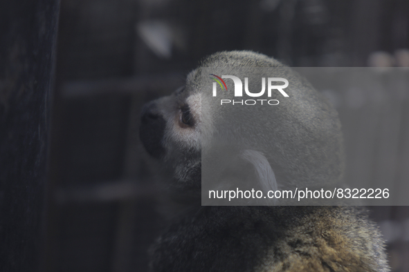 A capuchin monkey inside the Chapultepec Zoo in Mexico City.

This weekend, Hugo Lopez-Gatell Ramirez, Mexico's Undersecretary of Preventi...