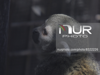 A capuchin monkey inside the Chapultepec Zoo in Mexico City.

This weekend, Hugo Lopez-Gatell Ramirez, Mexico's Undersecretary of Preventi...