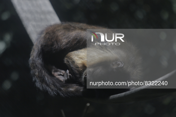 A sleeping monkey inside the Chapultepec Zoo in Mexico City.

This weekend, Hugo Lopez-Gatell Ramirez, Mexico's Undersecretary of Preventi...