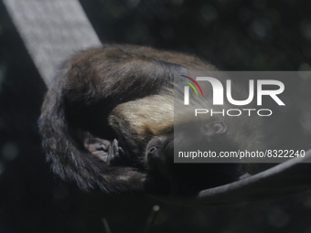 A sleeping monkey inside the Chapultepec Zoo in Mexico City.

This weekend, Hugo Lopez-Gatell Ramirez, Mexico's Undersecretary of Preventi...