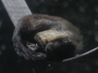 A sleeping monkey inside the Chapultepec Zoo in Mexico City.

This weekend, Hugo Lopez-Gatell Ramirez, Mexico's Undersecretary of Preventi...