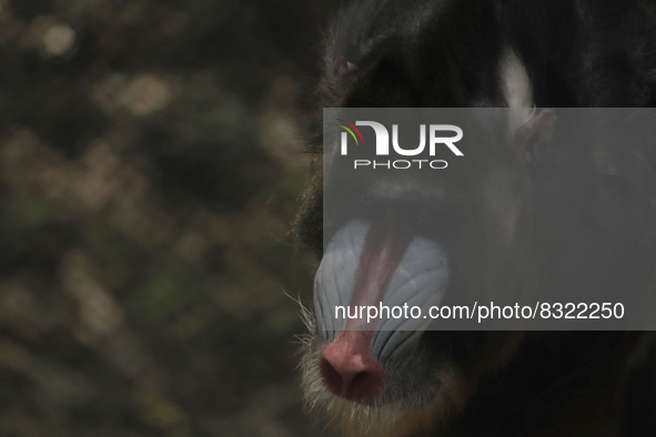 An African baboon inside the Chapultepec Zoo in Mexico City.

This weekend, Hugo Lopez-Gatell Ramirez, Mexico's Undersecretary of Preventi...