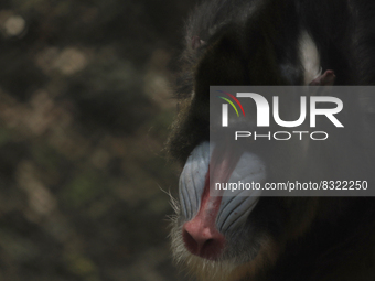 An African baboon inside the Chapultepec Zoo in Mexico City.

This weekend, Hugo Lopez-Gatell Ramirez, Mexico's Undersecretary of Preventi...