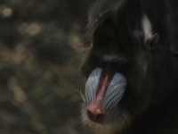 An African baboon inside the Chapultepec Zoo in Mexico City.

This weekend, Hugo Lopez-Gatell Ramirez, Mexico's Undersecretary of Preventi...