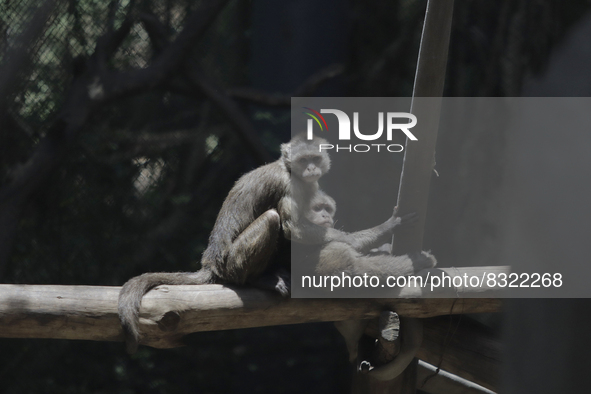 Two monkeys on a branch inside the Chapultepec Zoo in Mexico City.

This weekend, Hugo Lopez-Gatell Ramirez, Mexico's Undersecretary of Pr...