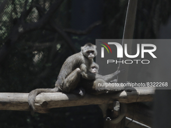 Two monkeys on a branch inside the Chapultepec Zoo in Mexico City.

This weekend, Hugo Lopez-Gatell Ramirez, Mexico's Undersecretary of Pr...