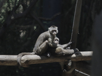 Two monkeys on a branch inside the Chapultepec Zoo in Mexico City.

This weekend, Hugo Lopez-Gatell Ramirez, Mexico's Undersecretary of Pr...