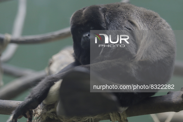 A meowing monkey on a branch inside the Chapultepec Zoo in Mexico City.

This weekend, Hugo Lopez-Gatell Ramirez, Mexico's Undersecretary...