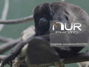 A meowing monkey on a branch inside the Chapultepec Zoo in Mexico City.

This weekend, Hugo Lopez-Gatell Ramirez, Mexico's Undersecretary...