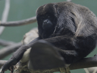 A meowing monkey on a branch inside the Chapultepec Zoo in Mexico City.

This weekend, Hugo Lopez-Gatell Ramirez, Mexico's Undersecretary...