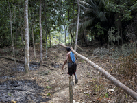 Sawang(30) who is a new member of this village from Gua Musang, Kelantan. He is carrying a wood for a new house. Malaysia is one of the most...