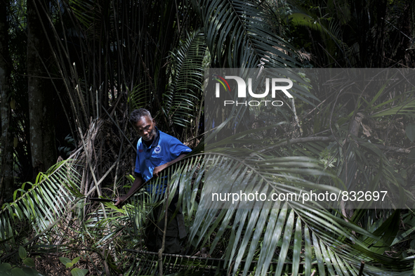 Tok Ulang(65) is cutting trunk of tree for top roof of new house. Malaysia is one of the most fast developing country nevertheless , the mod...