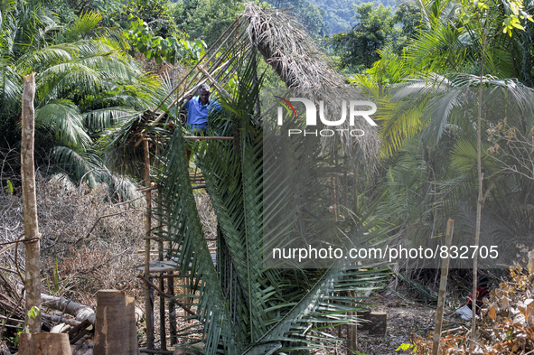 Tok Ulang(65) is climbing to the top roof of new house to finish covering the roof with tied leaves. Malaysia is one of the most fast develo...