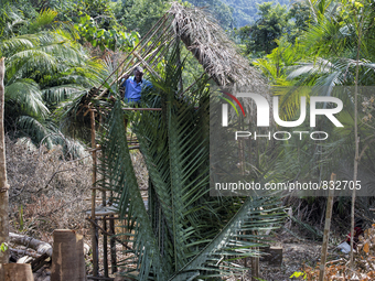 Tok Ulang(65) is climbing to the top roof of new house to finish covering the roof with tied leaves. Malaysia is one of the most fast develo...