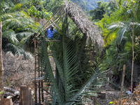 Tok Ulang(65) is climbing to the top roof of new house to finish covering the roof with tied leaves. Malaysia is one of the most fast develo...