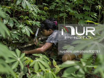 Katalina(10) is picking vegetable for thier meal. Malaysia is one of the most fast developing country nevertheless , the modernism there is...