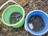 After two process of cleaning , tin is ready for sale. 
1Kg tin is selling at about 30RM and its a main income source of the village. 
 Mala...