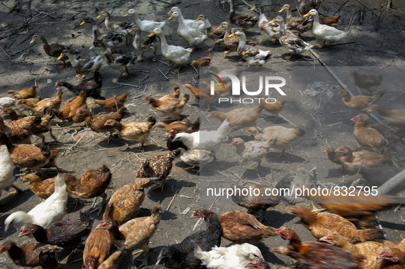 Farming of chickens and ducks. some of them are consumed by vilige and some of them are selling in the market.  Malaysia is one of the most...