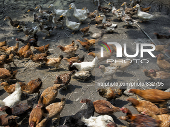 Farming of chickens and ducks. some of them are consumed by vilige and some of them are selling in the market.  Malaysia is one of the most...