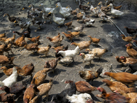 Farming of chickens and ducks. some of them are consumed by vilige and some of them are selling in the market.  Malaysia is one of the most...