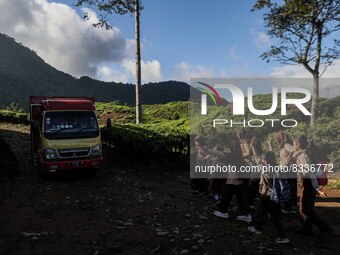 Students walking to school through the tea plantations in Tugu Utara Village, Regency Bogor, West Java province, Indonesia on 2 June, 2022....