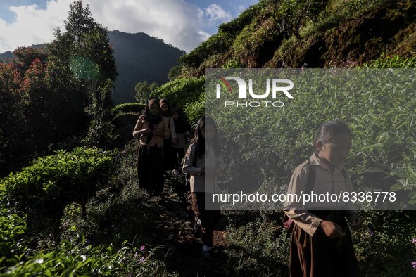 Students walking to school through the tea plantations in Tugu Utara Village, Regency Bogor, West Java province, Indonesia on 2 June, 2022. 