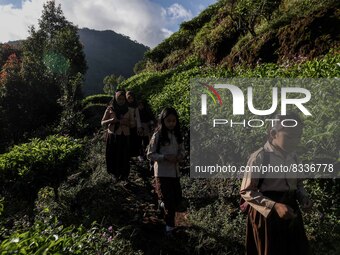 Students walking to school through the tea plantations in Tugu Utara Village, Regency Bogor, West Java province, Indonesia on 2 June, 2022....