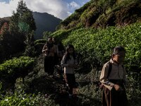 Students walking to school through the tea plantations in Tugu Utara Village, Regency Bogor, West Java province, Indonesia on 2 June, 2022....