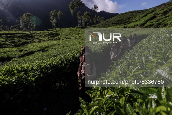 Students walking to school through the tea plantations in Tugu Utara Village, Regency Bogor, West Java province, Indonesia on 2 June, 2022. 