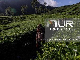 Students walking to school through the tea plantations in Tugu Utara Village, Regency Bogor, West Java province, Indonesia on 2 June, 2022....