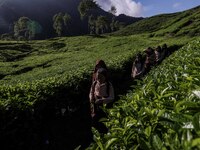 Students walking to school through the tea plantations in Tugu Utara Village, Regency Bogor, West Java province, Indonesia on 2 June, 2022....