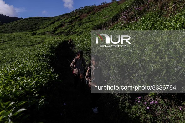 Students walking to school through the tea plantations in Tugu Utara Village, Regency Bogor, West Java province, Indonesia on 2 June, 2022. 