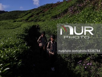 Students walking to school through the tea plantations in Tugu Utara Village, Regency Bogor, West Java province, Indonesia on 2 June, 2022....