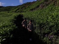 Students walking to school through the tea plantations in Tugu Utara Village, Regency Bogor, West Java province, Indonesia on 2 June, 2022....