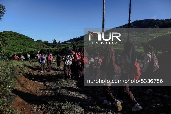 Students walking to school through the tea plantations in Tugu Utara Village, Regency Bogor, West Java province, Indonesia on 2 June, 2022. 