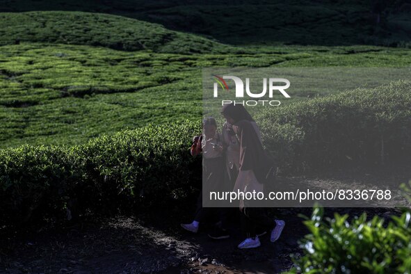 Students walking to school through the tea plantations in Tugu Utara Village, Regency Bogor, West Java province, Indonesia on 2 June, 2022. 