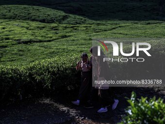 Students walking to school through the tea plantations in Tugu Utara Village, Regency Bogor, West Java province, Indonesia on 2 June, 2022....