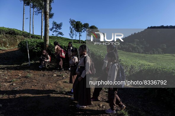 Students walking to school through the tea plantations in Tugu Utara Village, Regency Bogor, West Java province, Indonesia on 2 June, 2022. 