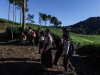 Students walking to school through the tea plantations in Tugu Utara Village, Regency Bogor, West Java province, Indonesia on 2 June, 2022....