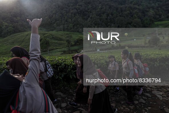 Students walking to school through the tea plantations in Tugu Utara Village, Regency Bogor, West Java province, Indonesia on 2 June, 2022. 