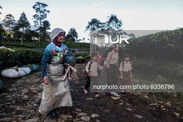 Students walking to school through the tea plantations in Tugu Utara Village, Regency Bogor, West Java province, Indonesia on 2 June, 2022. 